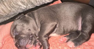 XL bluenose pitbulls