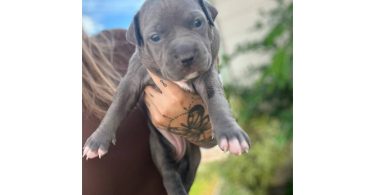 XL bluenose pitbulls
