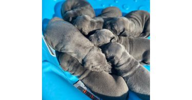 XL bluenose pitbulls