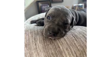 XL bluenose pitbulls