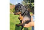 Dachshund