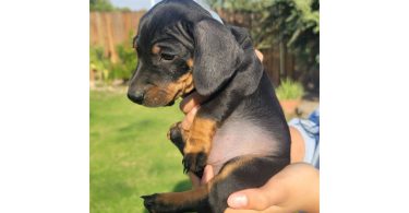 Dachshund