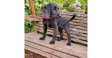 2 Labradoodle puppies for sale
