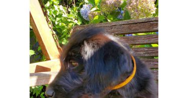2 Labradoodle puppies for sale