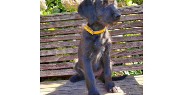 2 Labradoodle puppies for sale