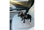 Sweet and loving Chiweenie