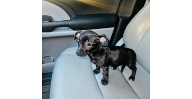 Sweet and loving Chiweenie
