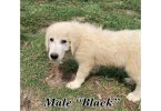 5 Maremma Sheepdog puppies for sale
