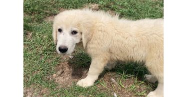 5 Maremma Sheepdog puppies for sale