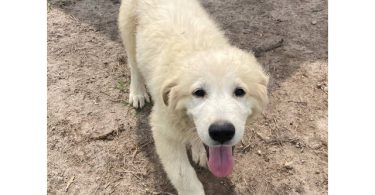5 Maremma Sheepdog puppies for sale