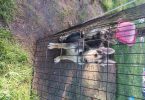 3 Shepsky puppies for adoption