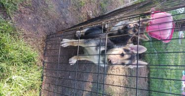 3 Shepsky puppies for adoption