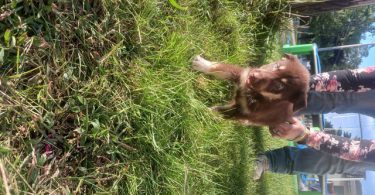 3 Shepsky puppies for adoption