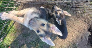 3 Shepsky puppies for adoption