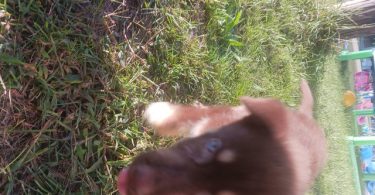 3 Shepsky puppies for adoption