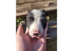 2 male and 1 female border collie puppies