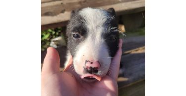 2 male and 1 female border collie puppies
