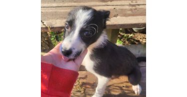 2 male and 1 female border collie puppies
