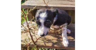 2 male and 1 female border collie puppies