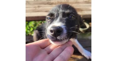 2 male and 1 female border collie puppies