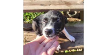 2 male and 1 female border collie puppies