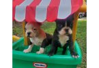5 Frenchton puppies for sale