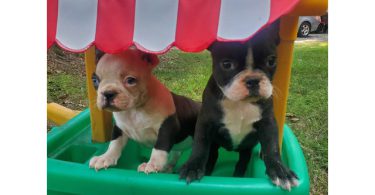 5 Frenchton puppies for sale