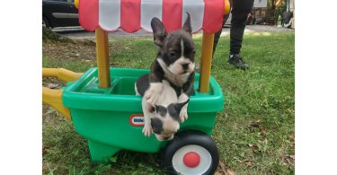 5 Frenchton puppies for sale