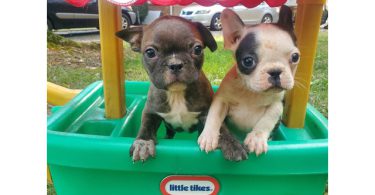 5 Frenchton puppies for sale