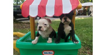 5 Frenchton puppies for sale