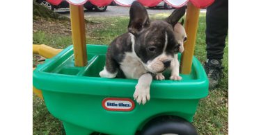5 Frenchton puppies for sale