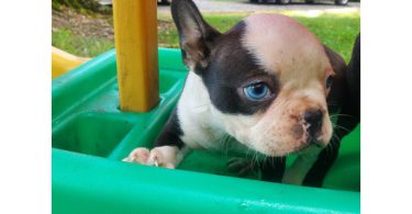 5 Frenchton puppies for sale