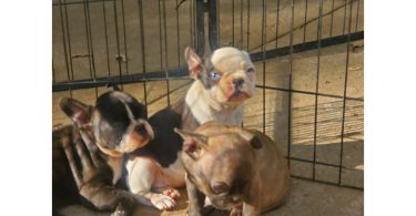5 Frenchton puppies for sale