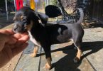 Miniature Pinscher puppies