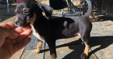 Miniature Pinscher puppies