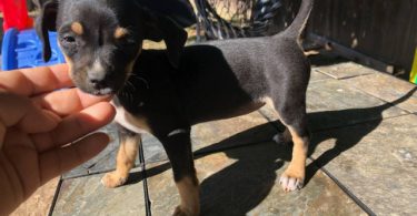 Miniature Pinscher puppies