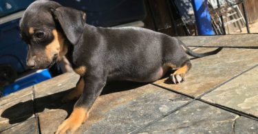 Miniature Pinscher puppies