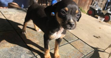 Miniature Pinscher puppies
