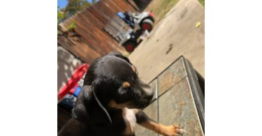 Miniature Pinscher puppies