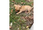 8 weeks old little Chiweenie