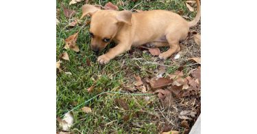 8 weeks old little Chiweenie