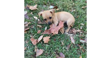 8 weeks old little Chiweenie