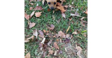 8 weeks old little Chiweenie
