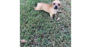 8 weeks old little Chiweenie