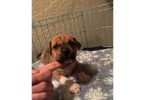 4 American Bully puppies available