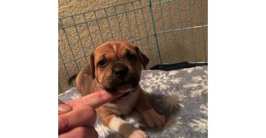 4 American Bully puppies available