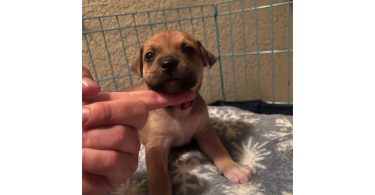 4 American Bully puppies available
