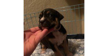 4 American Bully puppies available
