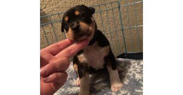 4 American Bully puppies available