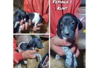 Purebred German Shorthaired Pointer puppies